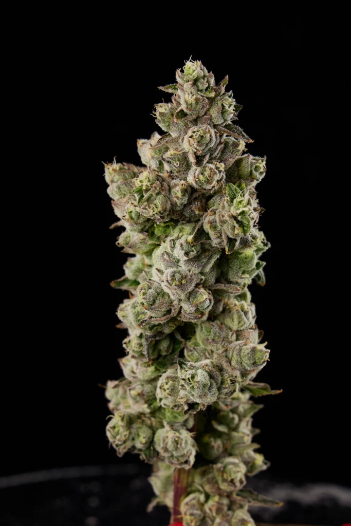 Close-up of a dense Vanta Berry cannabis strain bud with frosty trichomes against a dark background