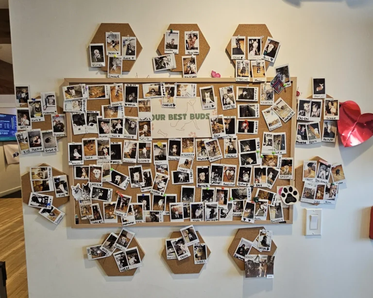 Customer pet photos displayed on wall