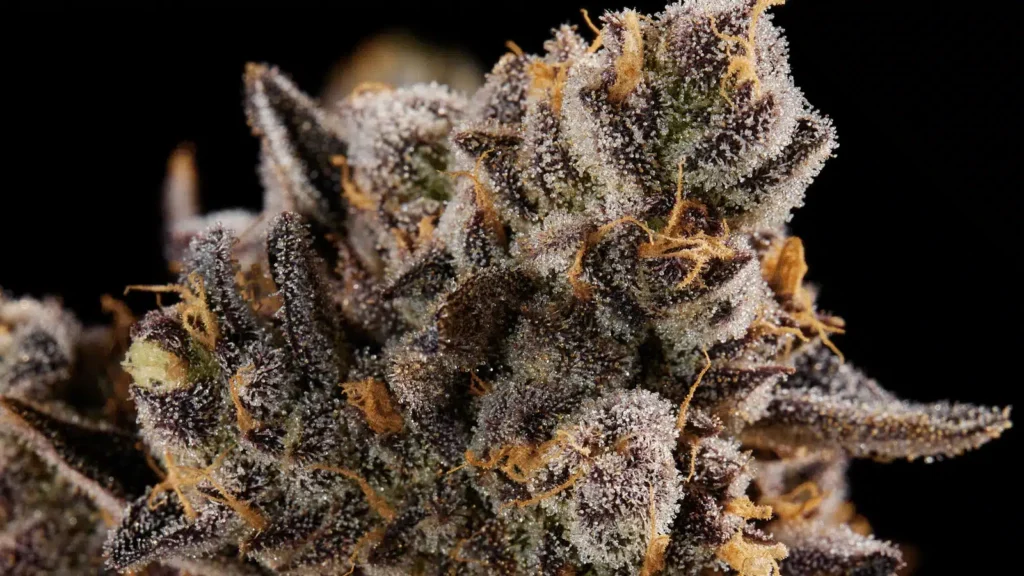 Macro shot of frosty Shinigami cannabis flower featuring dense purple and green buds covered in trichomes.