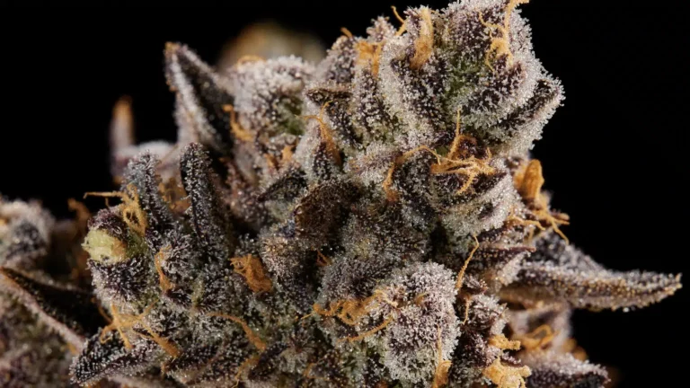 Macro shot of frosty Shinigami cannabis flower featuring dense purple and green buds covered in trichomes.