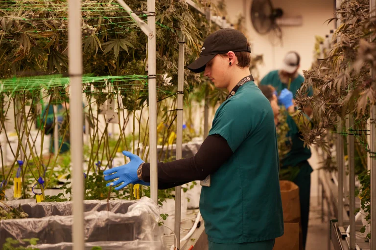 staff member cares for cannabis plants at Fitchburg grow facility