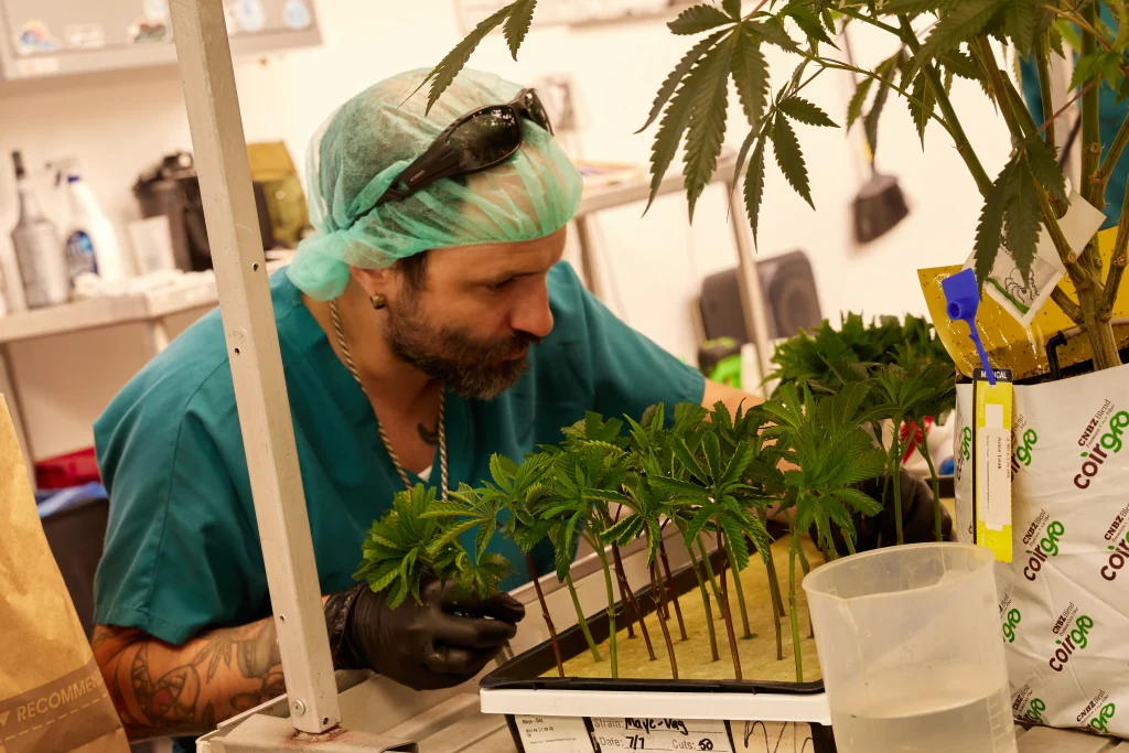 man cares for immature cannabis clones