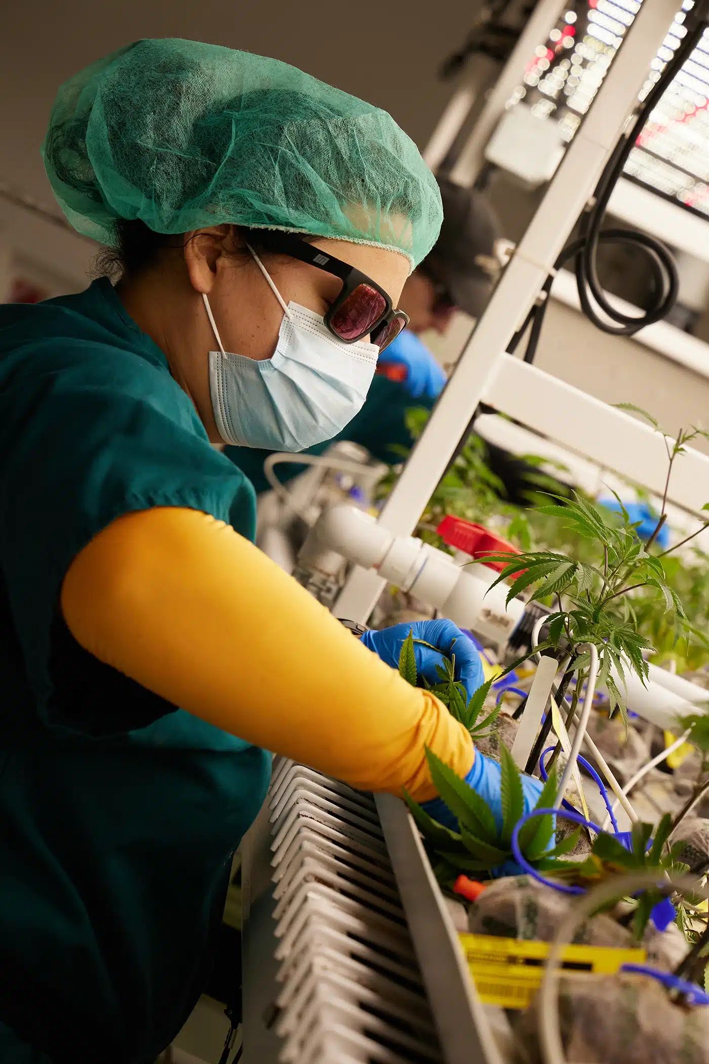 Female Garden Remedies Employee handling a cannabis plant in the clone room