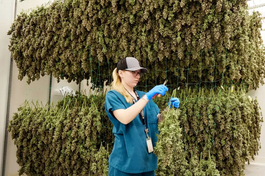 Female Garden Remedies Employee inspecting curing cannabis