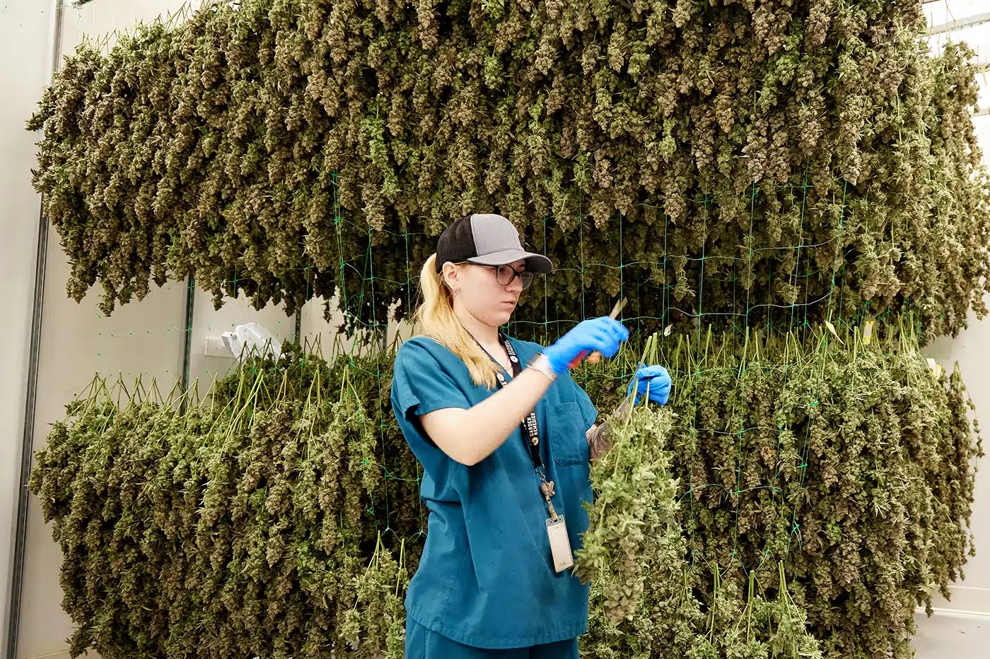 Female Garden Remedies Employee inspecting curing cannabis
